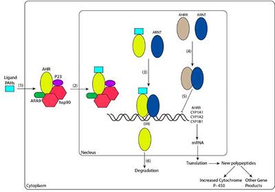 Polycyclic Aromatic Hydrocarbons Affect Rheumatoid Arthritis Pathogenesis via Aryl Hydrocarbon Receptor